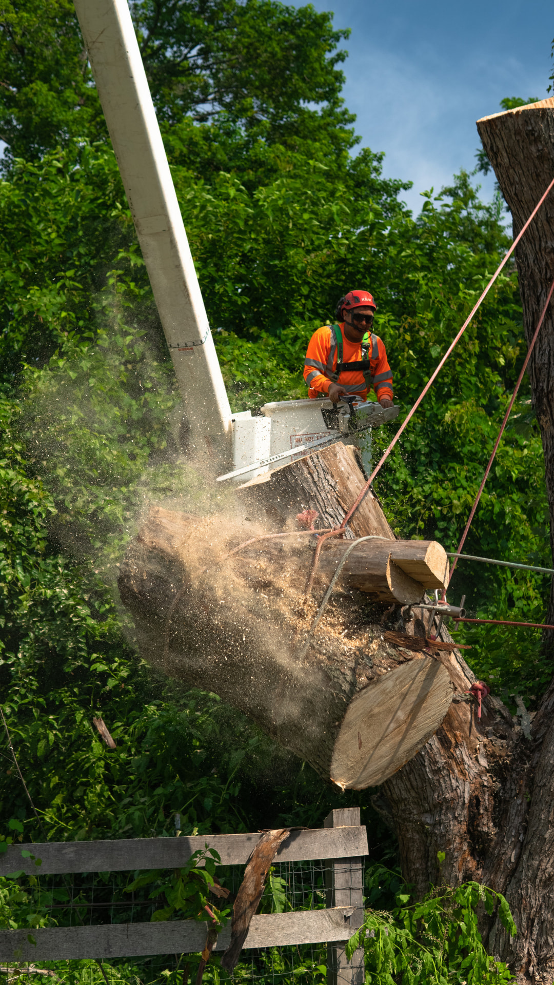 Tree Removal