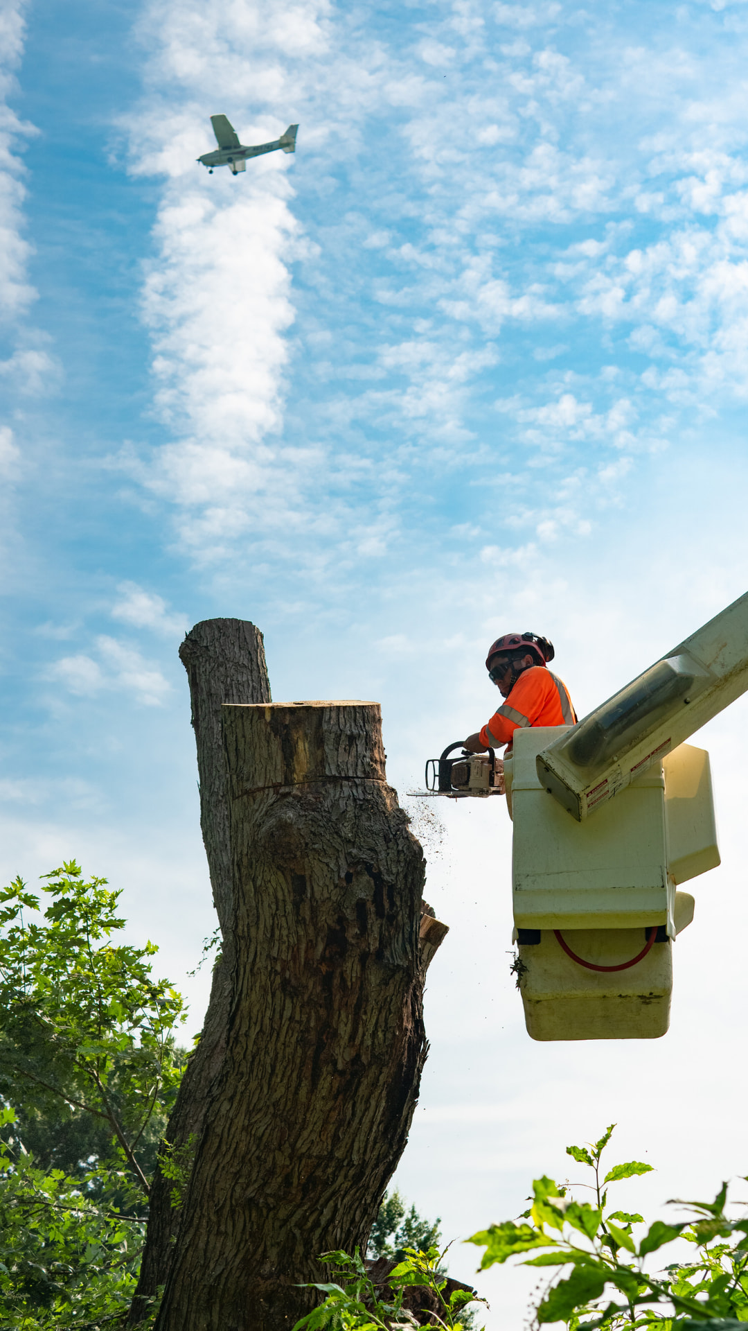 Tree Trimming & Pruning